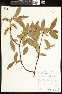 Image of Salix lucida