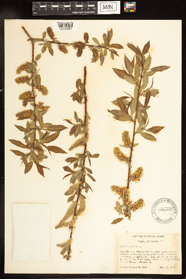 Salix lutea image