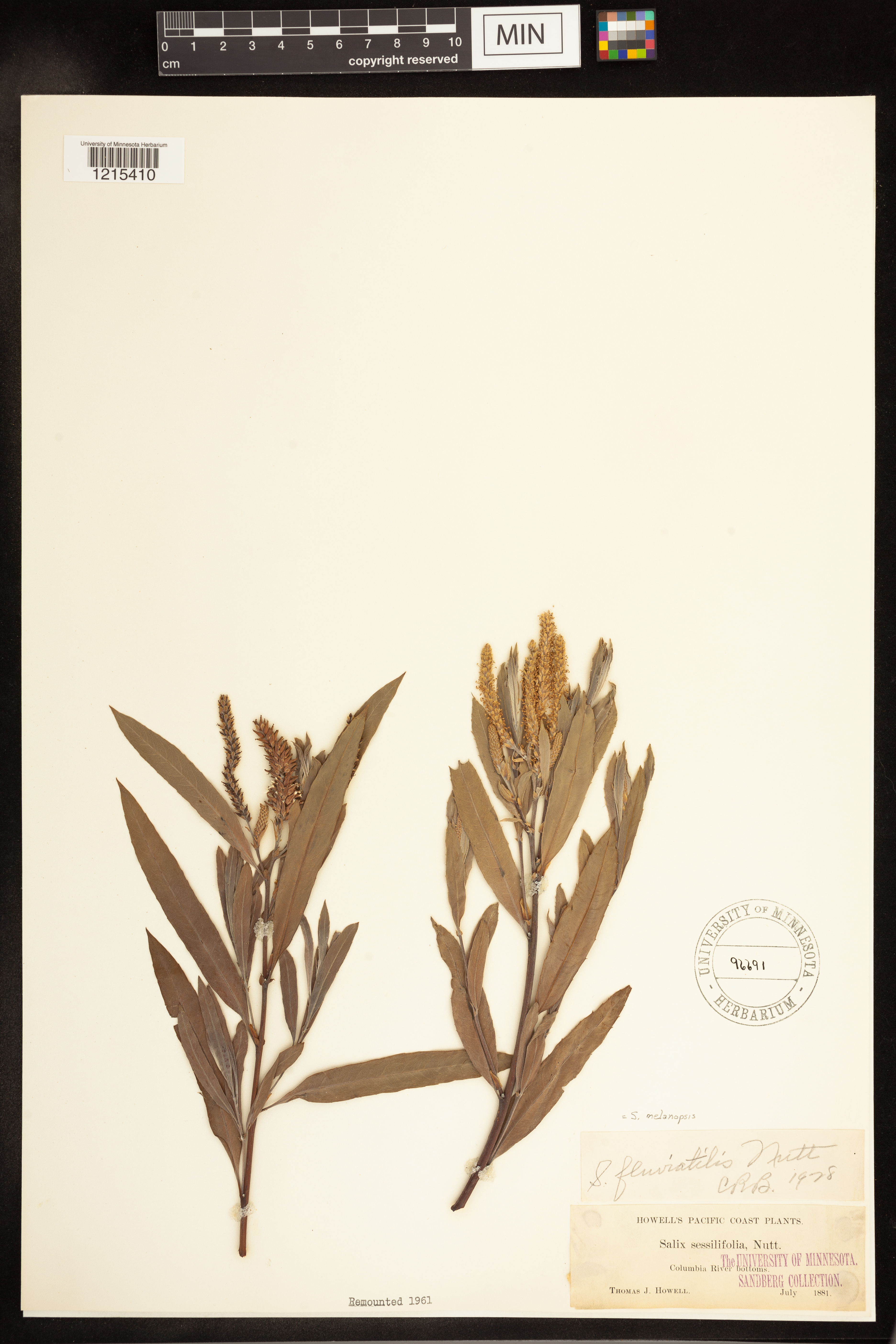 Salix melanopsis image