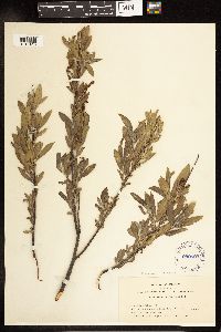 Salix melanopsis image