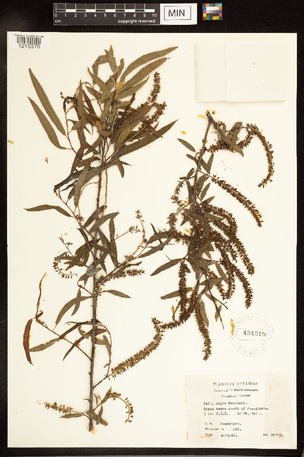 Salix nigra image