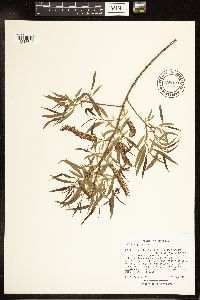 Salix nigra image