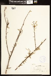 Salix nigra image