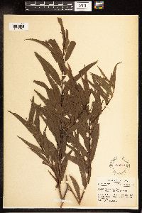 Salix nigra image