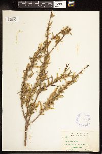 Salix nigra image