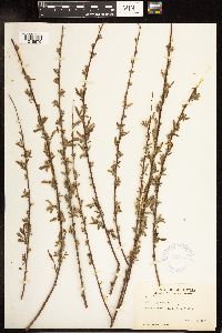 Salix nigra image