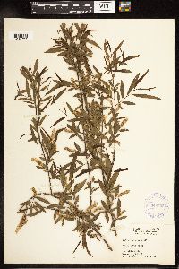 Salix nigra image