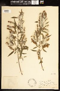 Salix nigra image