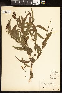 Salix nigra image