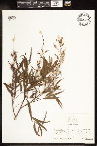 Salix nigra image