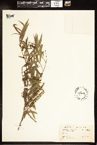 Salix nigra image