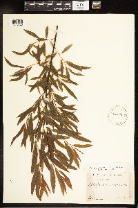 Salix nigra image