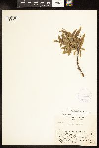 Salix niphoclada image