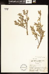 Salix niphoclada image