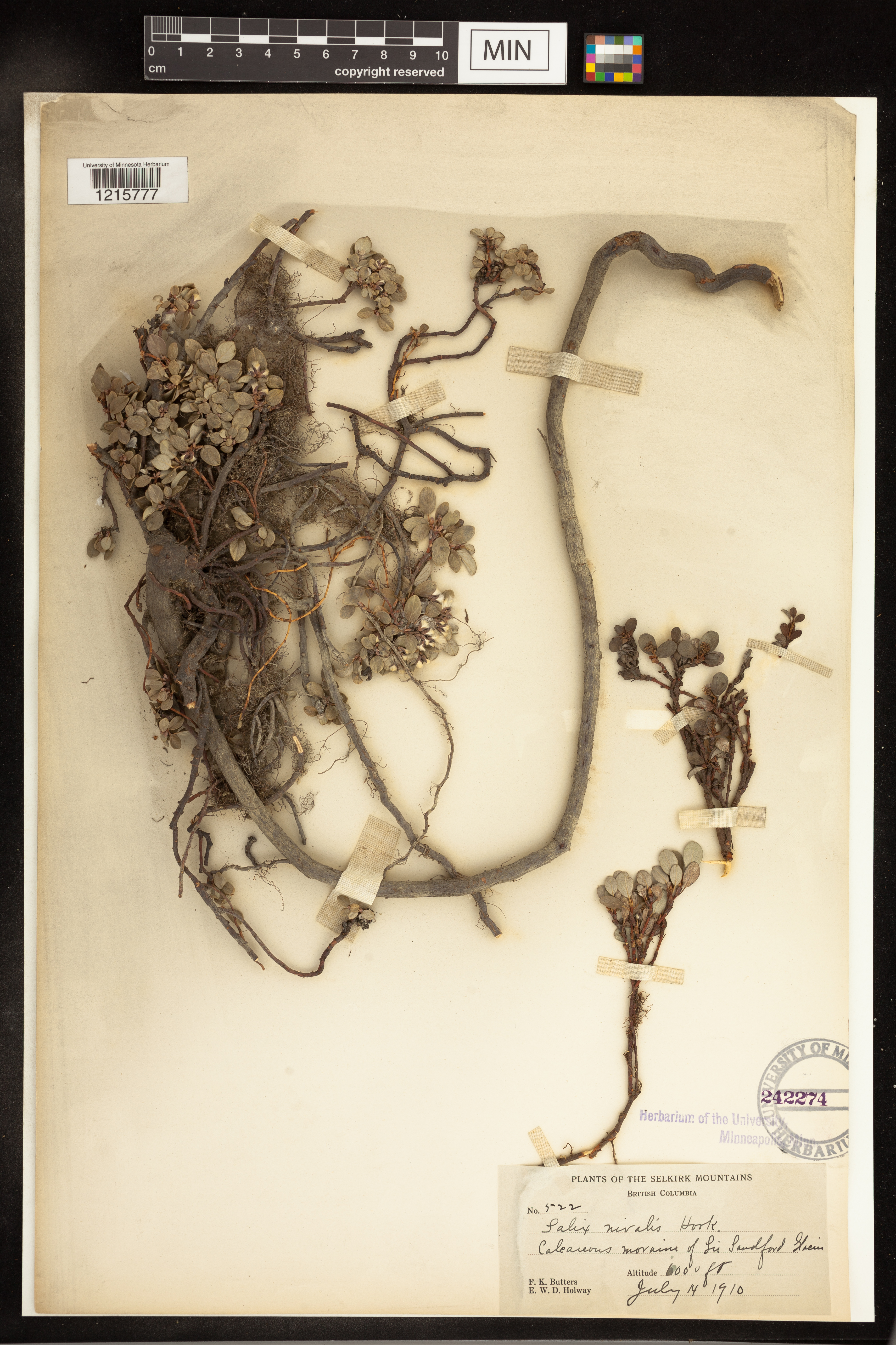 Salix nivalis image