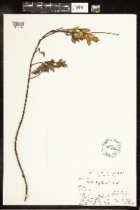 Salix ovalifolia var. glacialis image