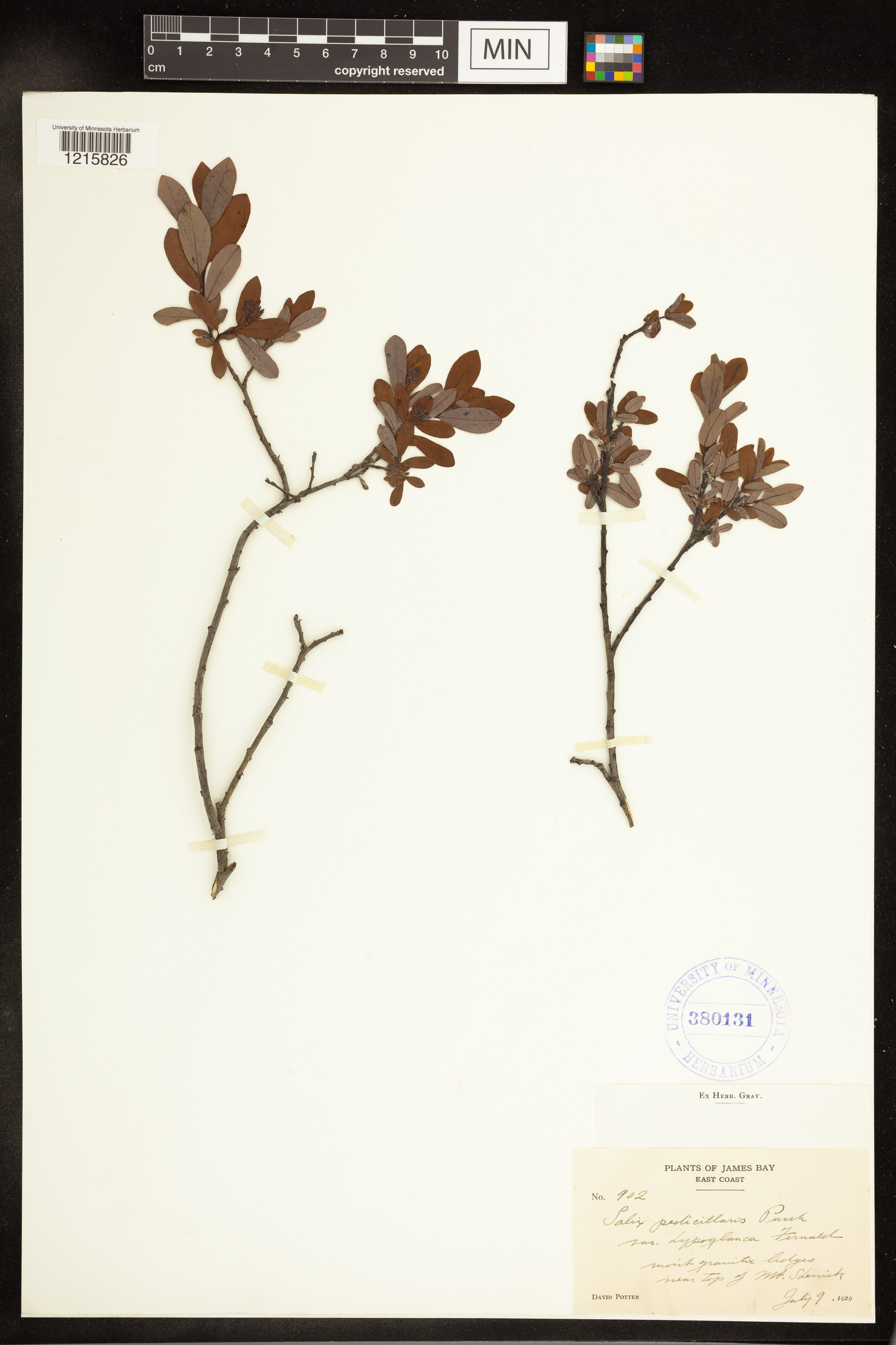 Salix pedicellaris image