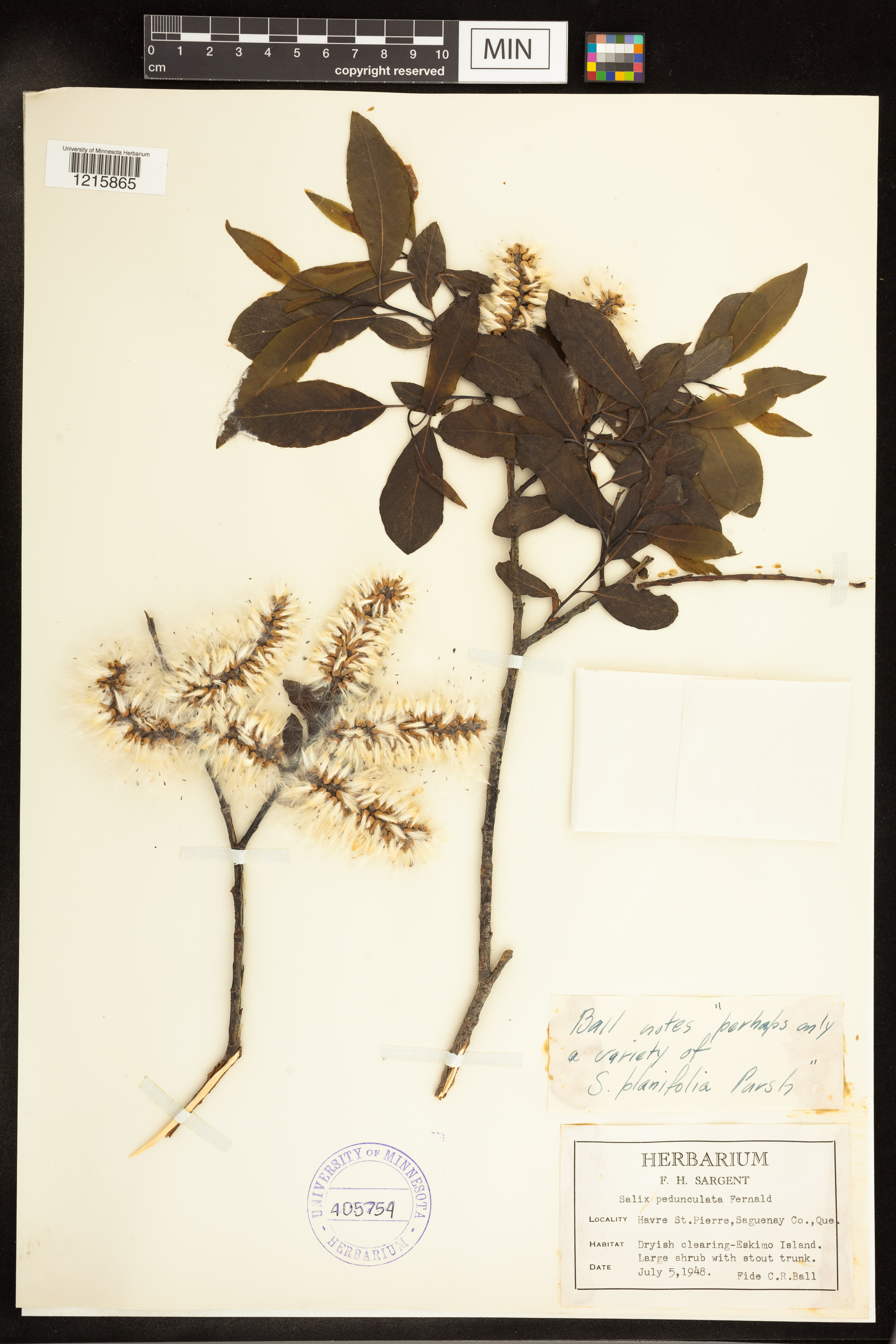 Salix x pedunculata image