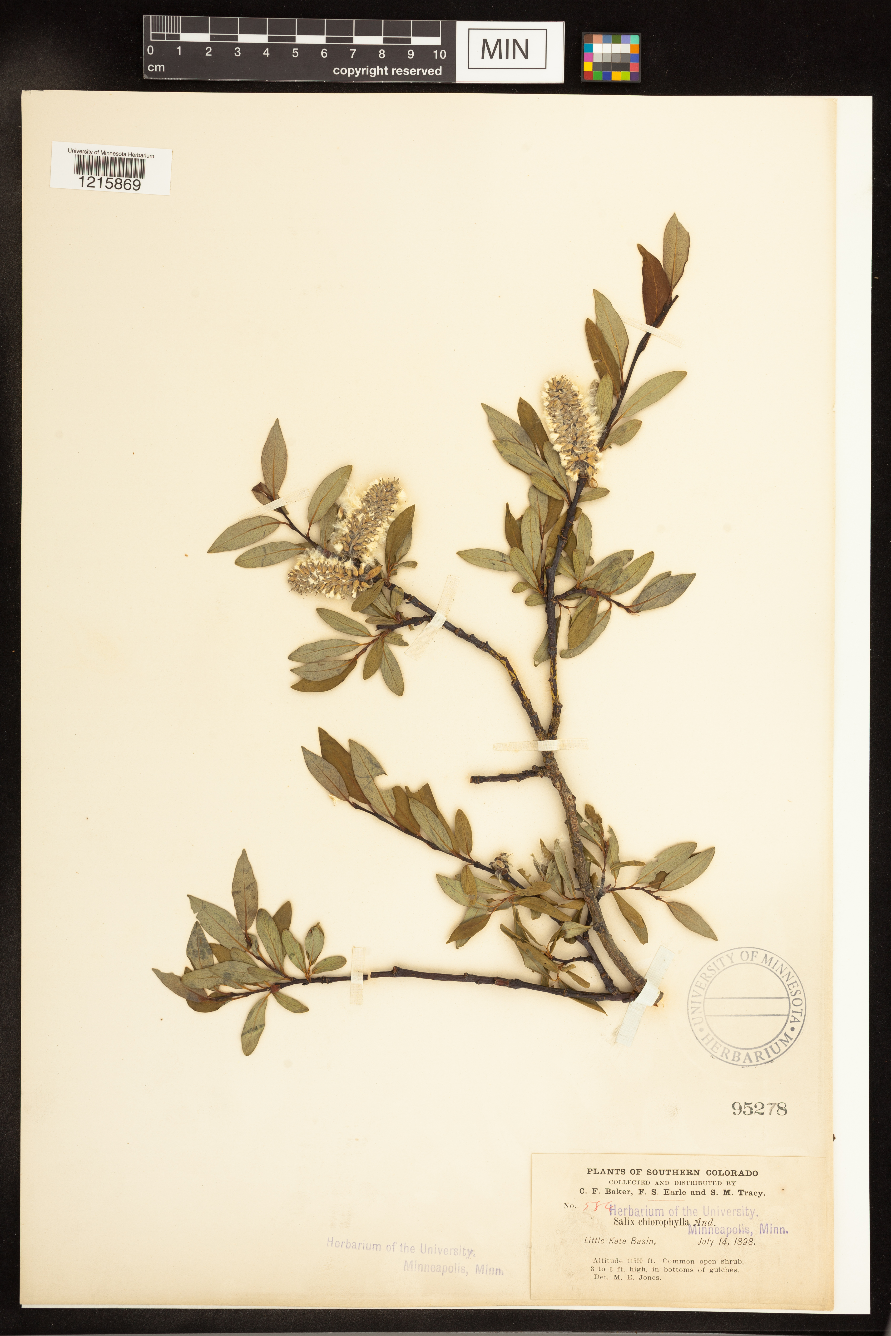 Salix pellita image