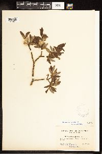 Salix pellita image