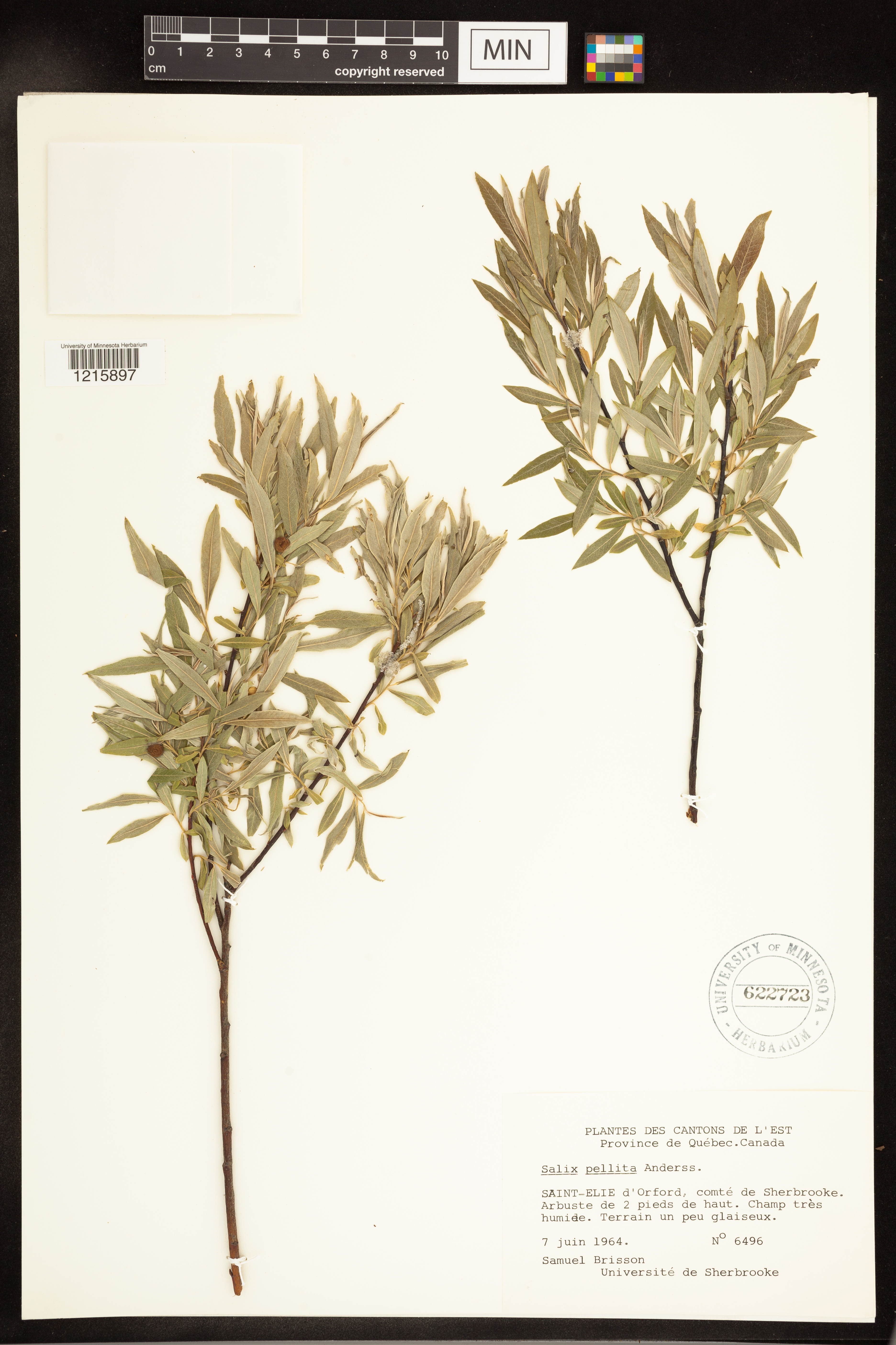 Salix pellita image