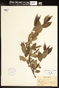 Salix pentandra image