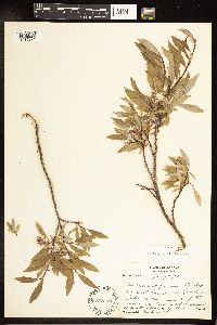 Salix petiolaris image