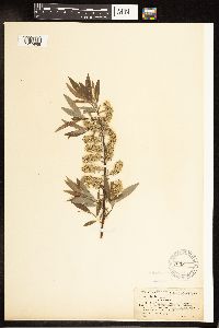 Salix petiolaris image