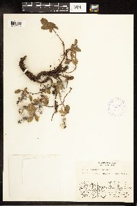Salix phlebophylla image