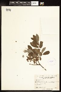 Salix planifolia image