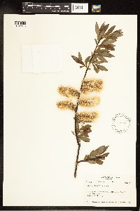 Salix planifolia image