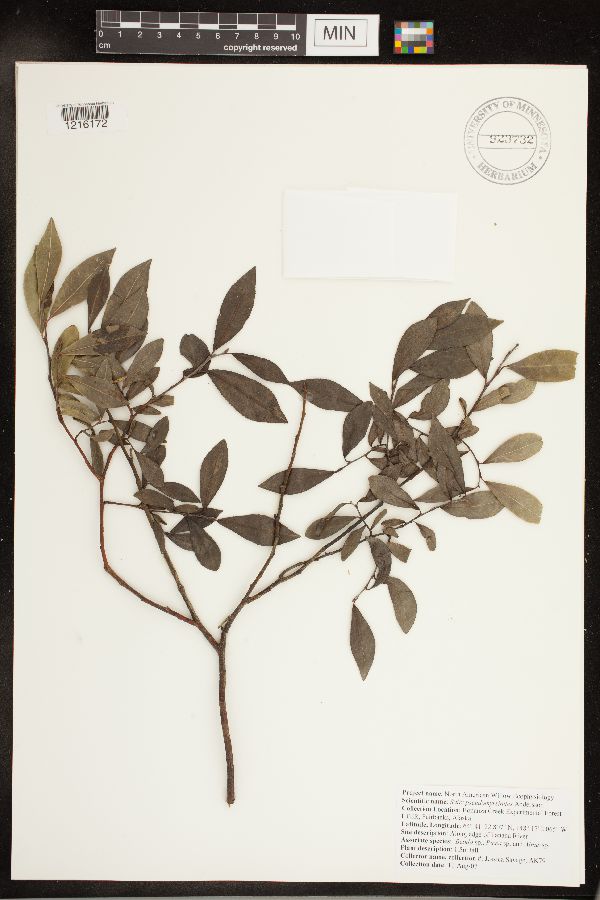 Salix pseudomyrsinites image