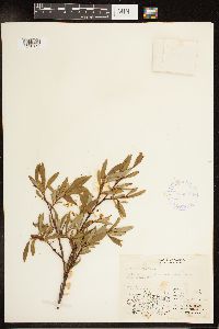Salix pulchra image