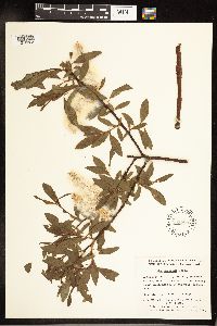 Salix planifolia image