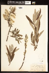 Salix petiolaris image