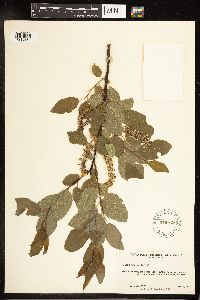 Salix pyrifolia image