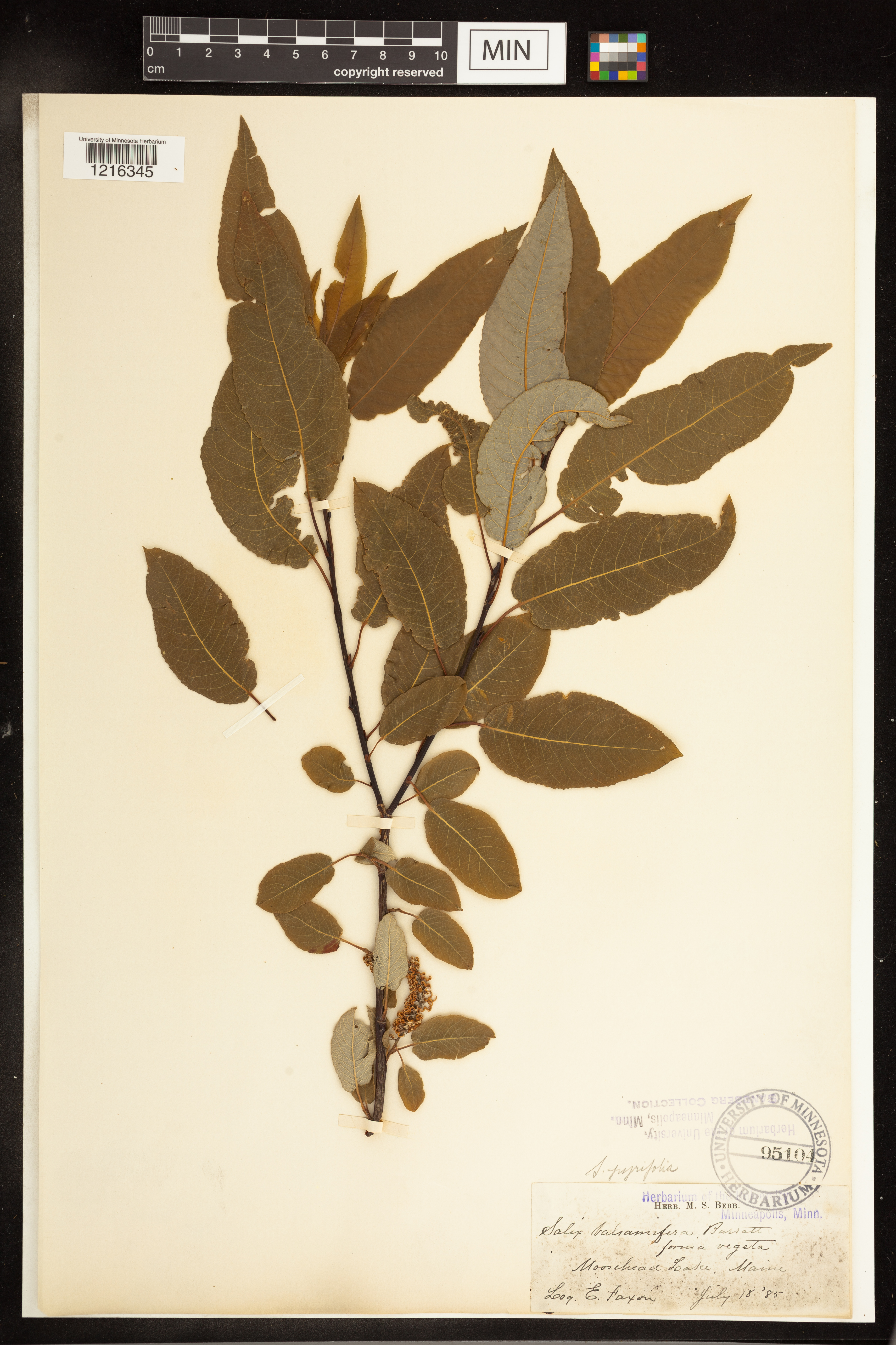 Salix pyrifolia image