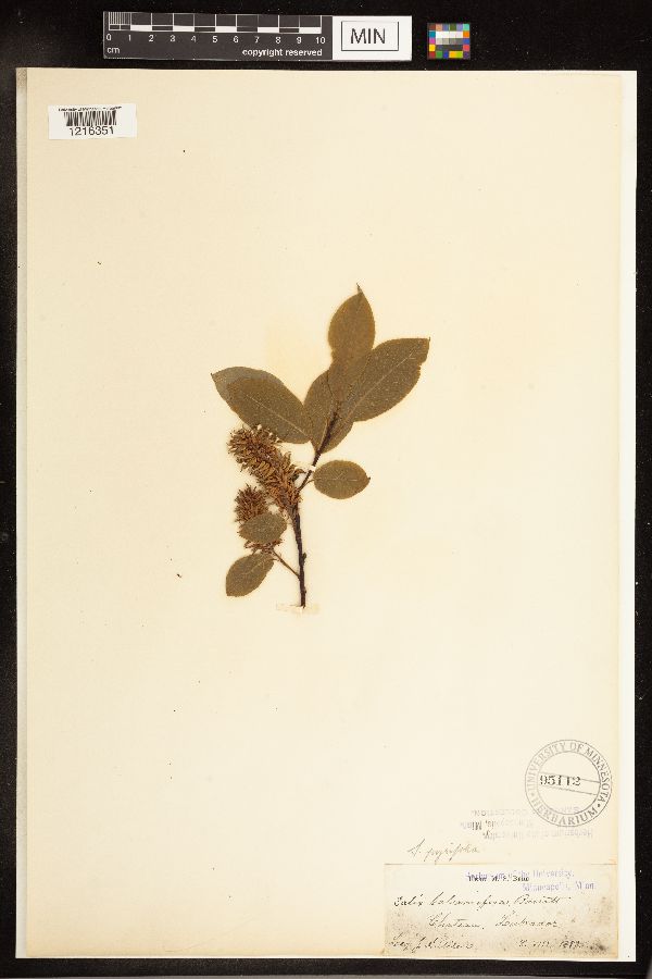 Salix pyrifolia image