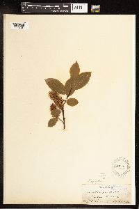 Salix pyrifolia image