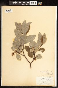 Salix pyrifolia image