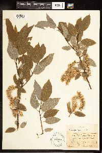 Salix pyrifolia image