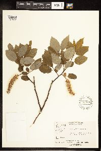 Salix pyrifolia image