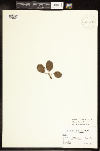 Salix reticulata image
