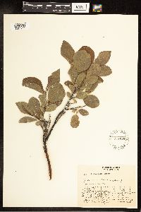 Salix richardsonii image