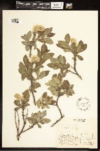 Salix richardsonii image