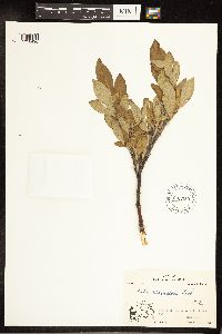 Salix richardsonii image