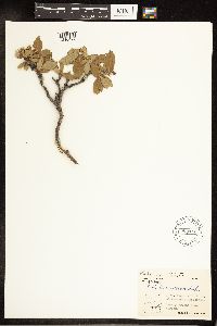 Salix richardsonii image
