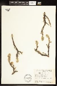Salix richardsonii image