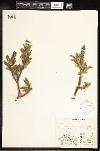 Salix richardsonii image