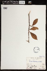 Salix richardsonii image